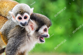 Пара обезьянок