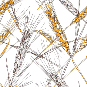 Золото пшеницы