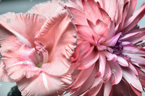 Гладиолус и хризантема