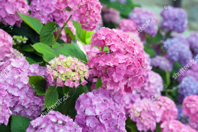 Красивый куст гортензии