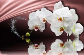 Орхидеи на воде