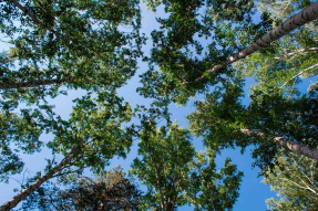 Вид на небо из леса