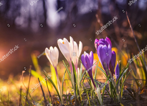 Крокусы в лесу