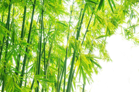 Бамбуковые листья