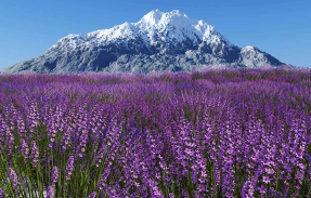 Лавандовое поле у горы