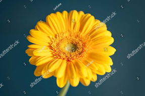 Желтая гербера