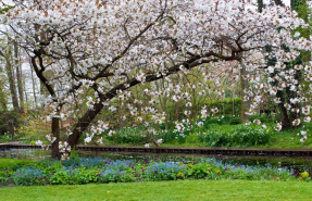 Цветущая вишня