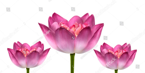 Цветы лотоса