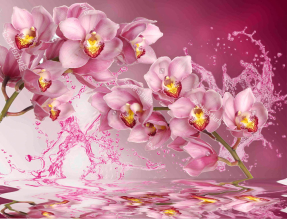 Орхидеи на кругах