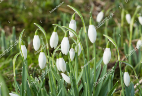 Весенние цветы