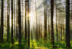 Солнце в лесу