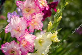 Гладиолусы в саду