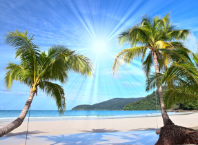 Пальмы на пляже