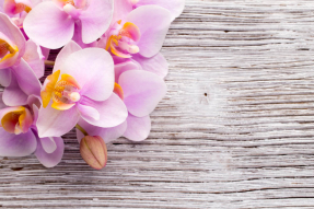 Розовые орхидеи