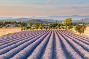 Лаванда из Прованса