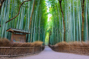 Бамбуковый лес