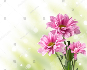 Нежные хризантемы