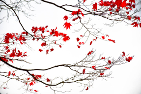 Красные листочки