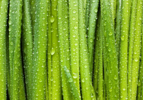 Роса на траве