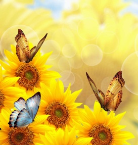 Подсолнухи и бабочки