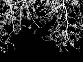 Ветки на черном фоне