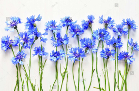 Яркие васильки