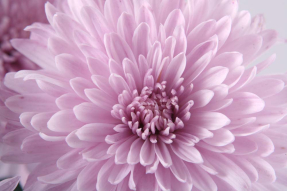 Хризантема