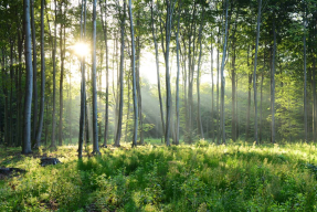 Дивные деревья