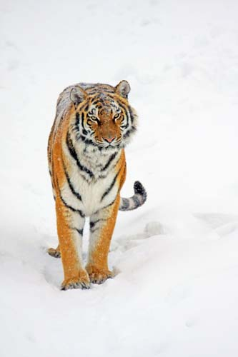 Тигр в снегу