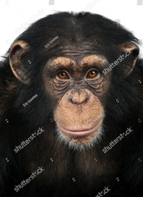 Шимпанзе