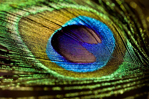 Перо павлина