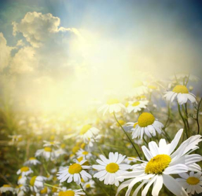 Поле ромашек