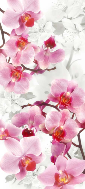 Різнокольорові орхідеї