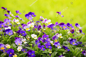 Анютины глазки