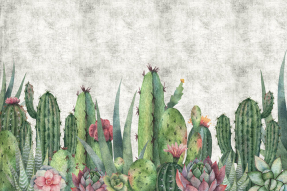 Кактусы на бетонном фоне