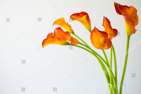 Оранжевые каллы