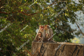 Обезьяны в джунглях