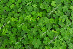 Листочки клевера