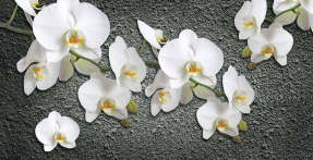 Орхидея на сером фоне