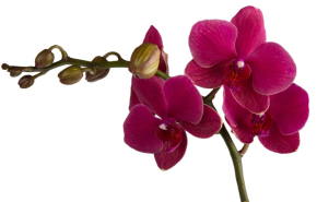 Картины Ветка с крупными орхидеями