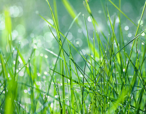 Трава в росе