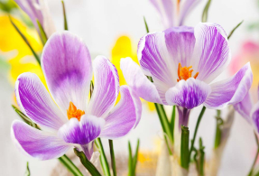Крокусы