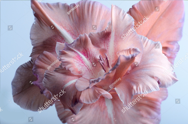 Ніжний квітка гладіолуса