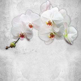 Орхидея на белом фоне