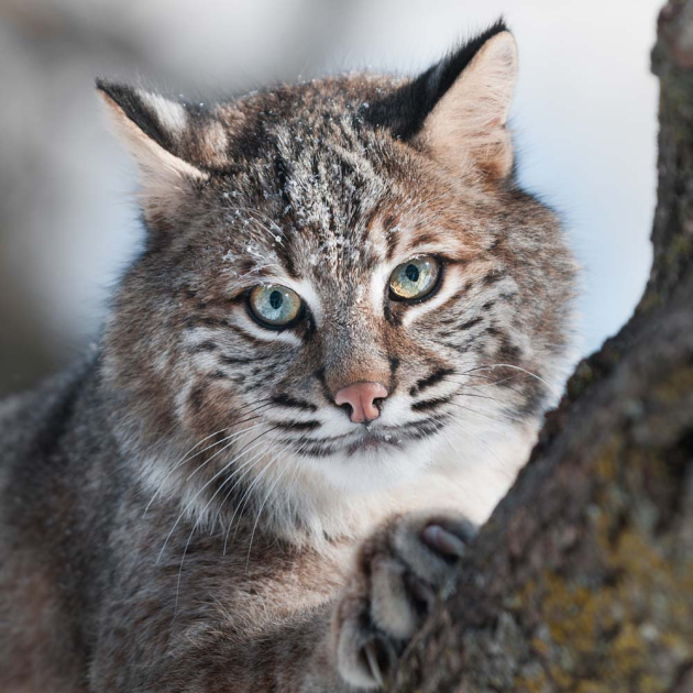 Кот