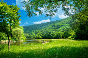 Озеро и лес