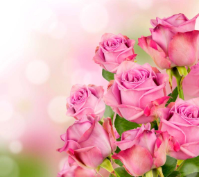 Букет розовых роз