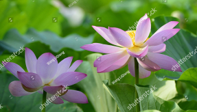 Цветы лотоса