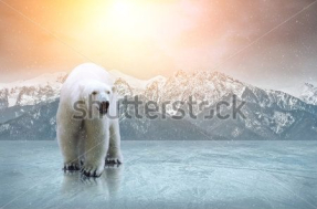 Белые медведи