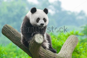 Панда